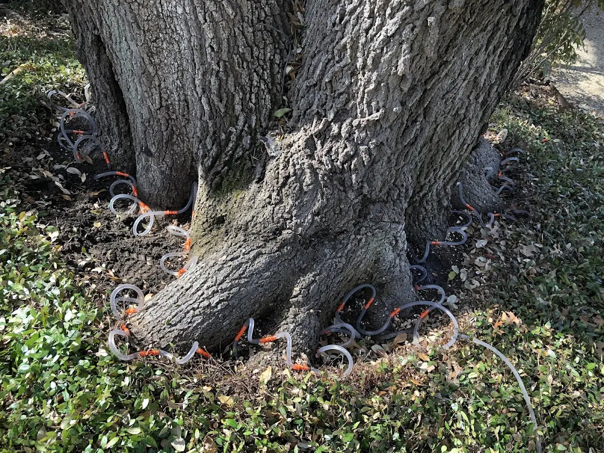 Detailed Tree Cabling and Bracing job site in Sweet Briar