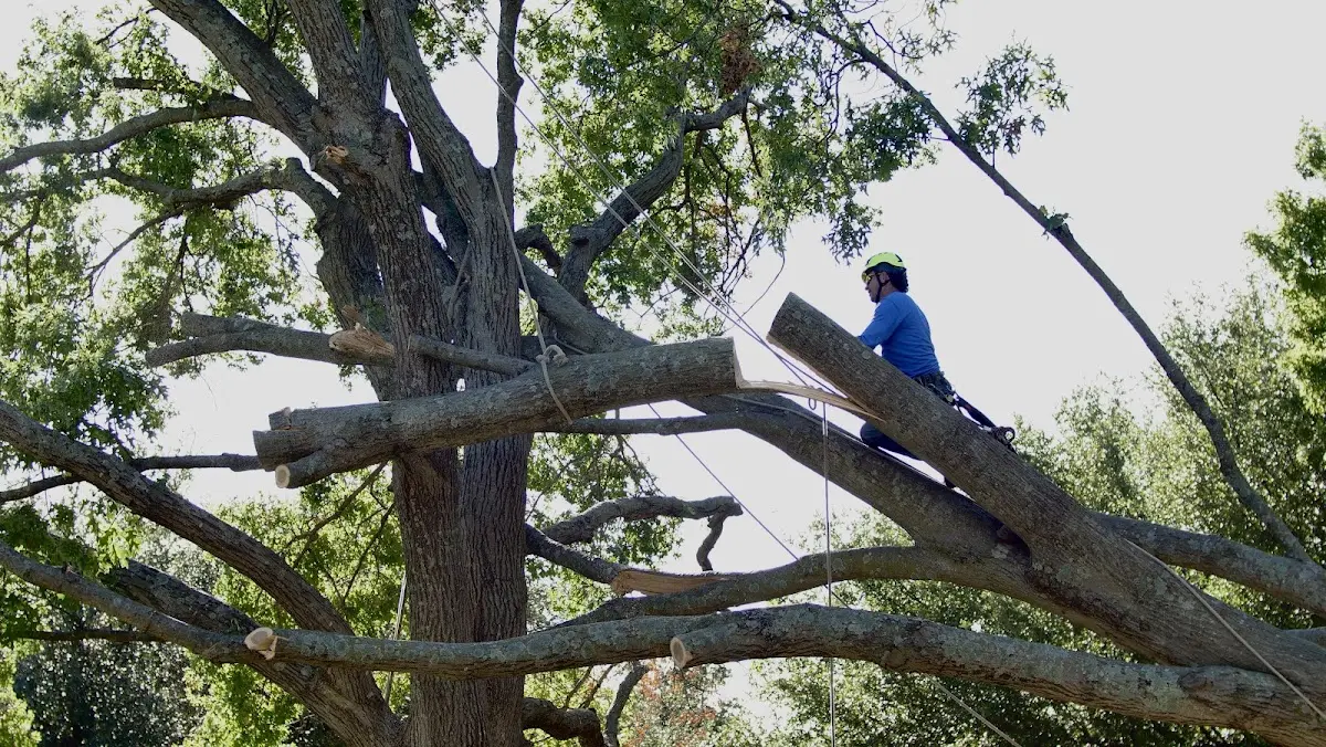 Professional Hazardous Tree Removal performed by certified arborists in Sweet Briar