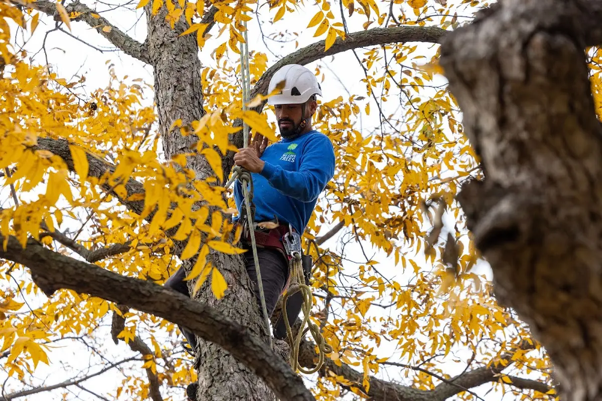 Skilled Tree Disease Treatment crew working in Sweet Briar