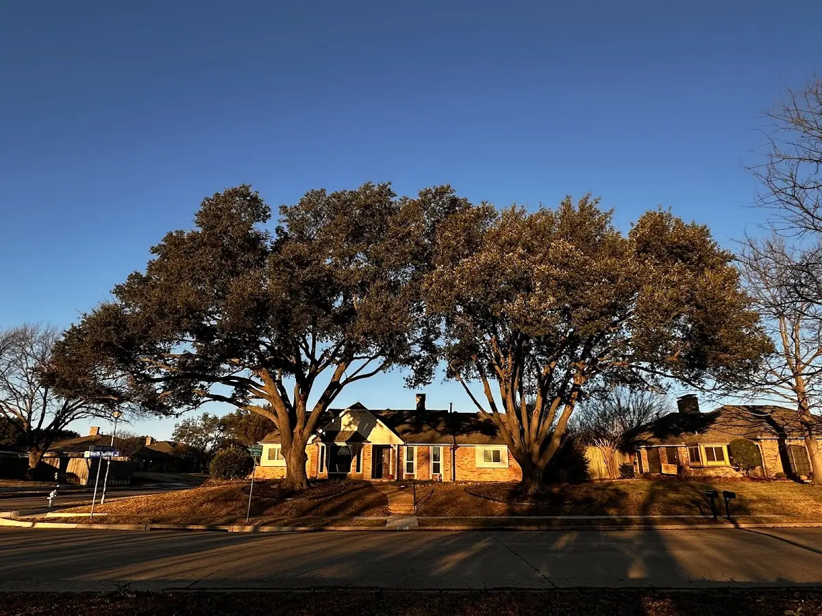 Established residential canopy tree shading a home in Sweet Briar